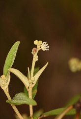 Croton linearis image