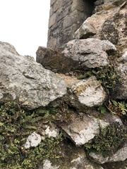 Gymnostomum viridulum