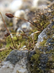 Aloina aloides