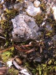 Aloina aloides