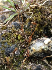 Aloina aloides