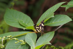 Psychostrophia melanargia