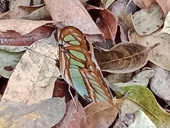 Siproeta stelenes