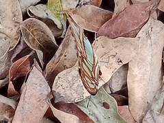 Siproeta stelenes