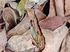 Siproeta stelenes