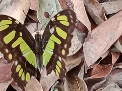 Siproeta stelenes