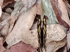 Siproeta stelenes