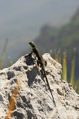 Sceloporus oberon