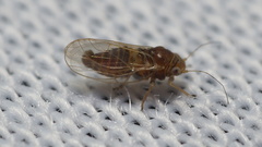 Heteropsylla