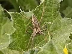 Pisaura mirabilis