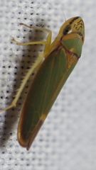 Graphogonalia evagorata