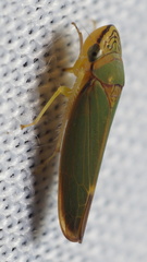 Graphogonalia evagorata