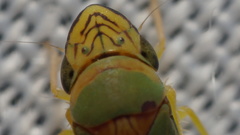 Graphogonalia evagorata