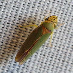 Graphogonalia evagorata