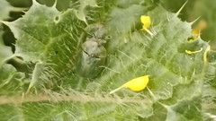 Cassida deflorata