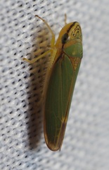 Graphogonalia evagorata