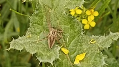 Pisaura mirabilis