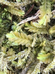 Saccogyna viticulosa