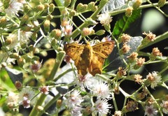 Myscelus amystis