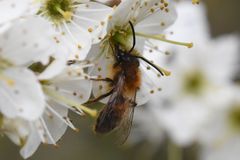 Andrena fulva