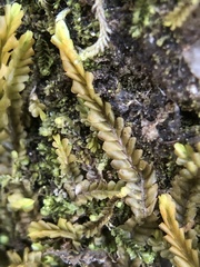 Saccogyna viticulosa