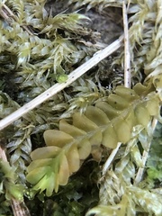 Saccogyna viticulosa