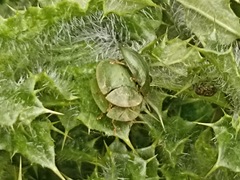 Cassida deflorata