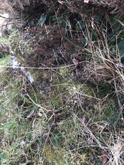 Saccogyna viticulosa