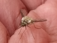 Bombyliini