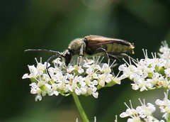 Trachysida mutabilis