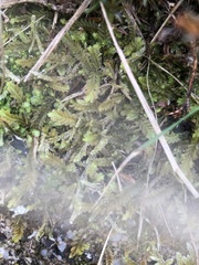 Saccogyna viticulosa