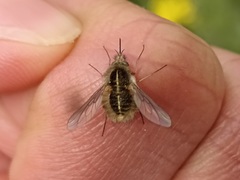 Bombyliini
