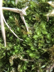 Solenostoma gracillimum