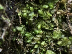 Solenostoma gracillimum