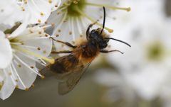 Andrena fulva