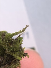 Solenostoma gracillimum