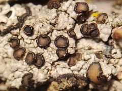 Palicella schizochromatica