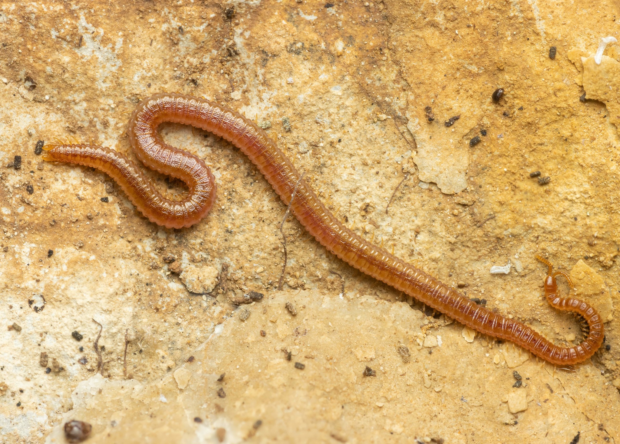 Dignathodon microcephalus Lucas, 1846
