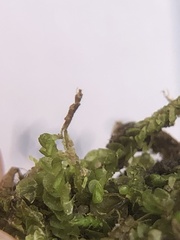 Solenostoma gracillimum