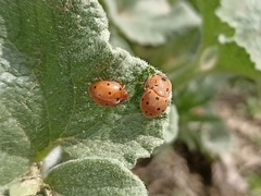 Henosepilachna argus