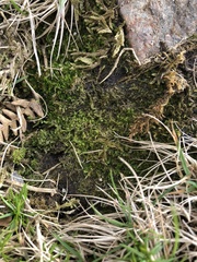 Solenostoma gracillimum