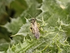 Tenthredo limbalis