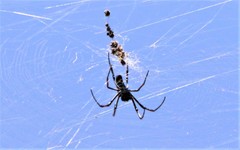 Trichonephila inaurata