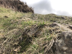 Solenostoma gracillimum