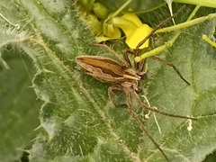 Pisaura mirabilis