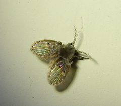 Psychodidae
