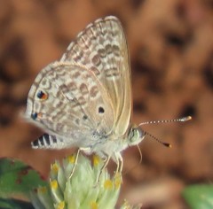 Anthene dulcis dulcis