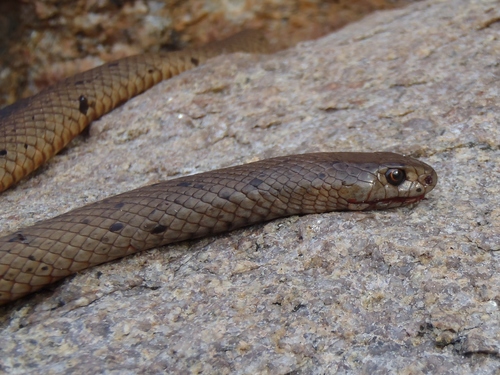 Pseudonaja affinis