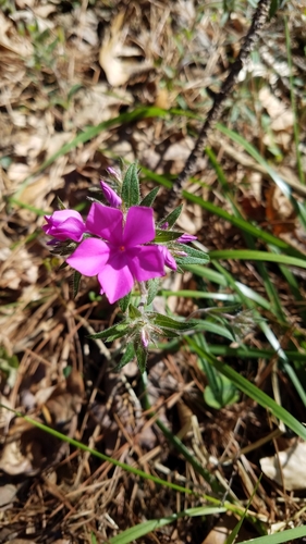 Hairy phlox (Phlox amoena)