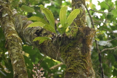 Gongora truncata